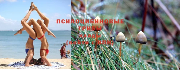 прущие грибы Володарск
